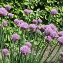 Allium schoenoprasum fleur